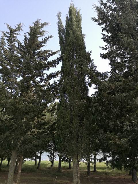 Cupressus sempervirens (cfr.)